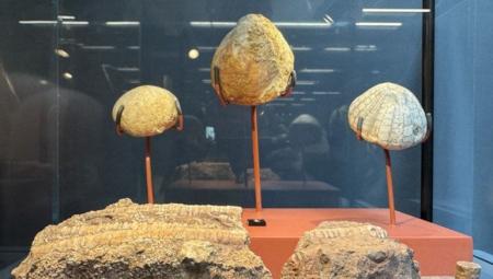 Samsun’da bulunan 545 milyon yıllık deniz lalesi müzede sergileniyor.